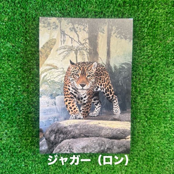 ��ŷ����ưʪ�४�ꥸ�ʥ�ۥݥ��ȥ�����ver.2��A��