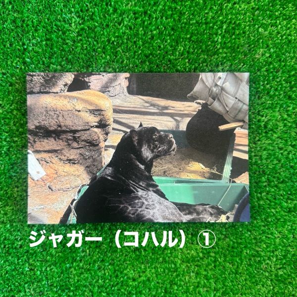 ��ŷ����ưʪ�४�ꥸ�ʥ�ۥݥ��ȥ�����ver.2��A��