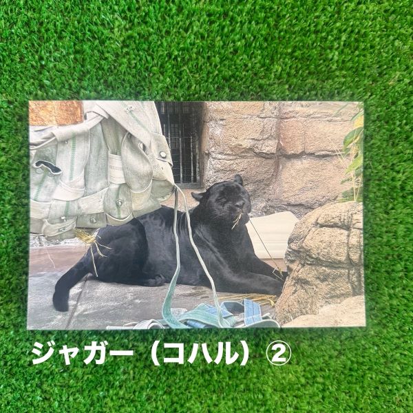 ��ŷ����ưʪ�४�ꥸ�ʥ�ۥݥ��ȥ�����ver.2��A��