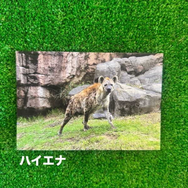 ��ŷ����ưʪ�४�ꥸ�ʥ�ۥݥ��ȥ�����ver.2��A��