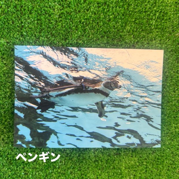 ��ŷ����ưʪ�४�ꥸ�ʥ�ۥݥ��ȥ�����ver.2��A��