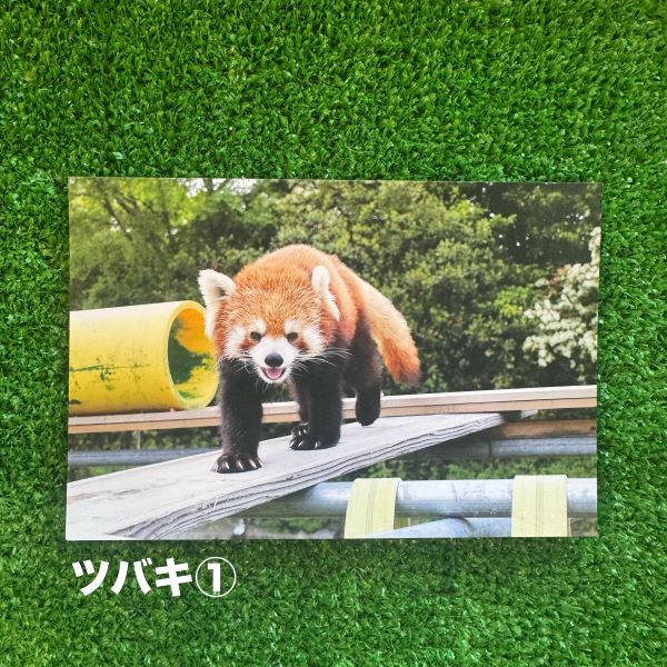 ��ŷ����ưʪ�४�ꥸ�ʥ�ۥݥ��ȥ�����ver.2��B��