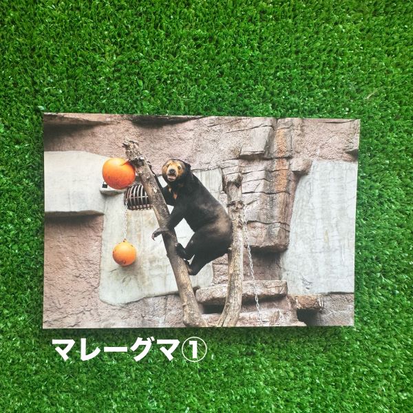 ��ŷ����ưʪ�४�ꥸ�ʥ�ۥݥ��ȥ�����ver.2��B��