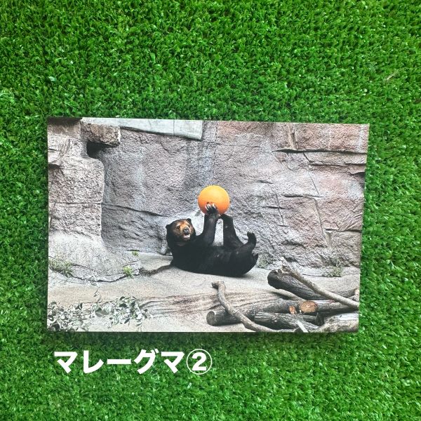 ��ŷ����ưʪ�४�ꥸ�ʥ�ۥݥ��ȥ�����ver.2��B��