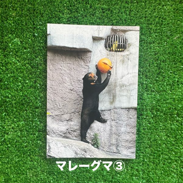 ��ŷ����ưʪ�४�ꥸ�ʥ�ۥݥ��ȥ�����ver.2��B��