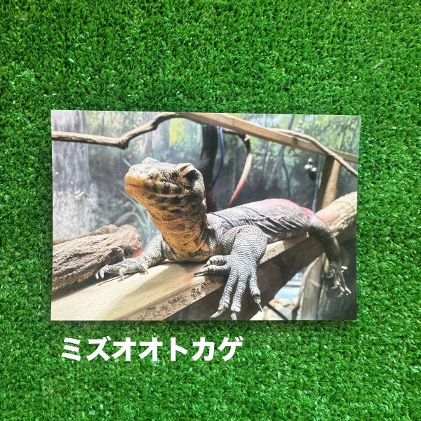 ��ŷ����ưʪ�४�ꥸ�ʥ�ۥݥ��ȥ�����ver.2��B��