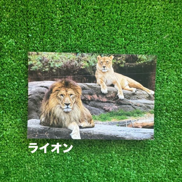 ��ŷ����ưʪ�४�ꥸ�ʥ�ۥݥ��ȥ�����ver.2��B��