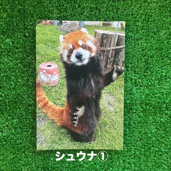 ��ŷ����ưʪ�४�ꥸ�ʥ�ۥݥ��ȥ�����ver.2��B��