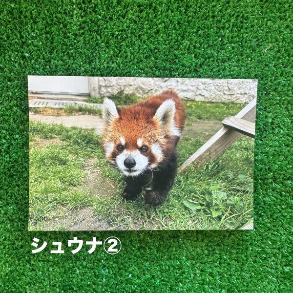 ��ŷ����ưʪ�४�ꥸ�ʥ�ۥݥ��ȥ�����ver.2��B��