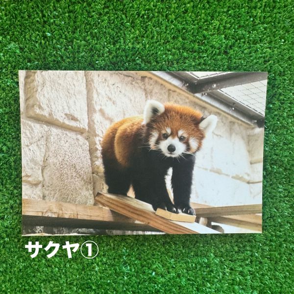 ��ŷ����ưʪ�४�ꥸ�ʥ�ۥݥ��ȥ�����ver.2��B��