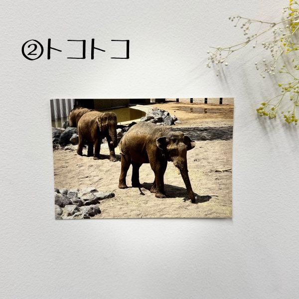 ��ŷ����ưʪ�४�ꥸ�ʥ�ۥݥ��ȥ�����ver.3�ʥ�����