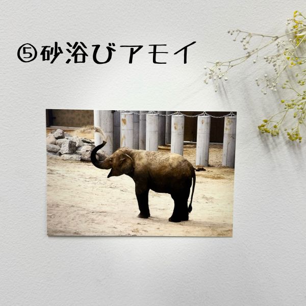 ��ŷ����ưʪ�४�ꥸ�ʥ�ۥݥ��ȥ�����ver.3�ʥ�����