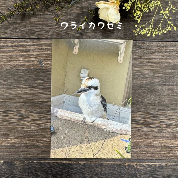 ��ŷ����ưʪ�४�ꥸ�ʥ�ۥݥ��ȥ�����ver.4��D��