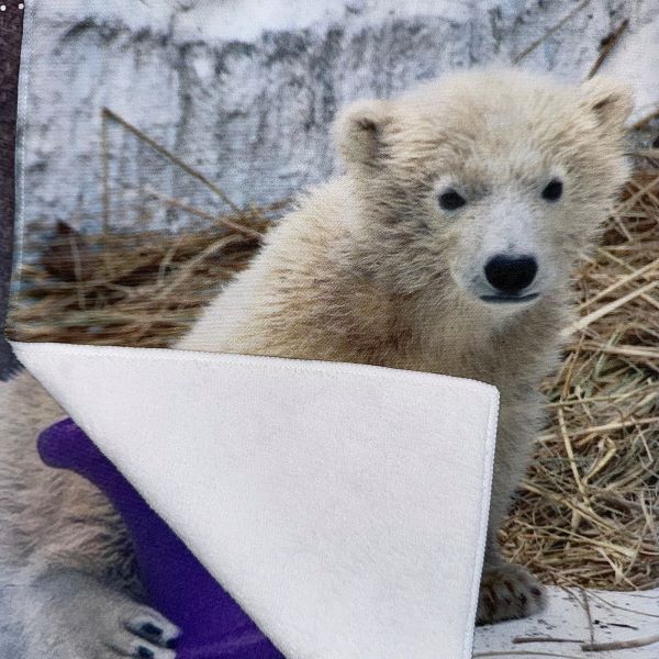 ��ŷ����ưʪ�४�ꥸ�ʥ�ۥۥ������BD�ץ��ȥե�����������