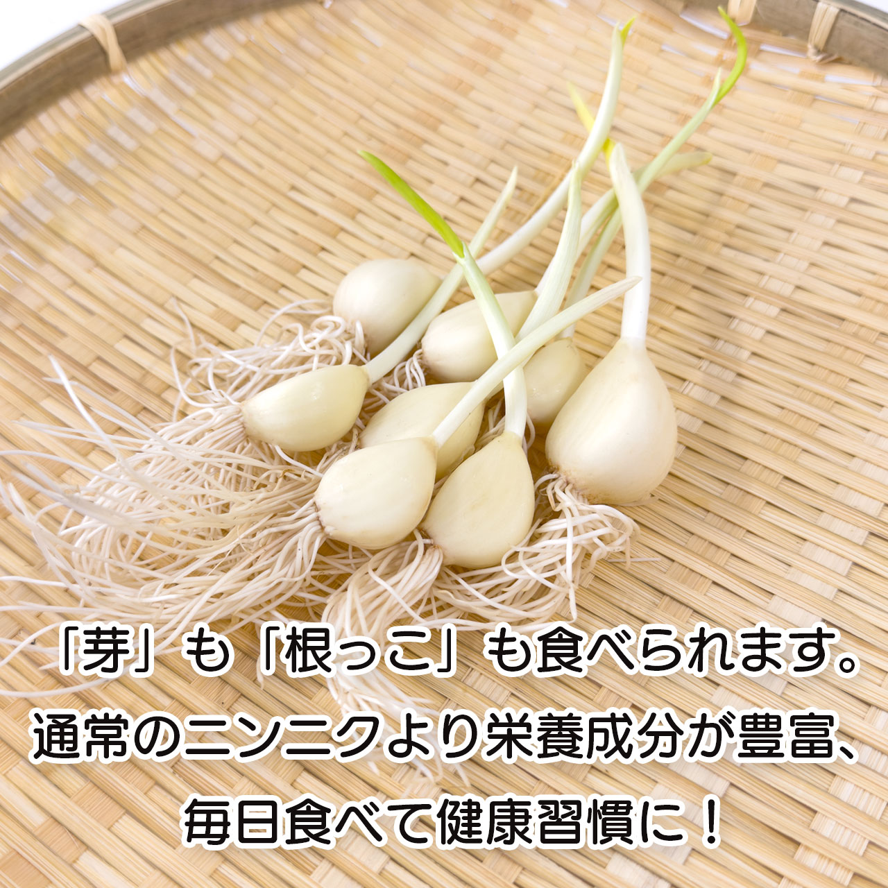 お試しサイズ　天聖にんにく（8本入）