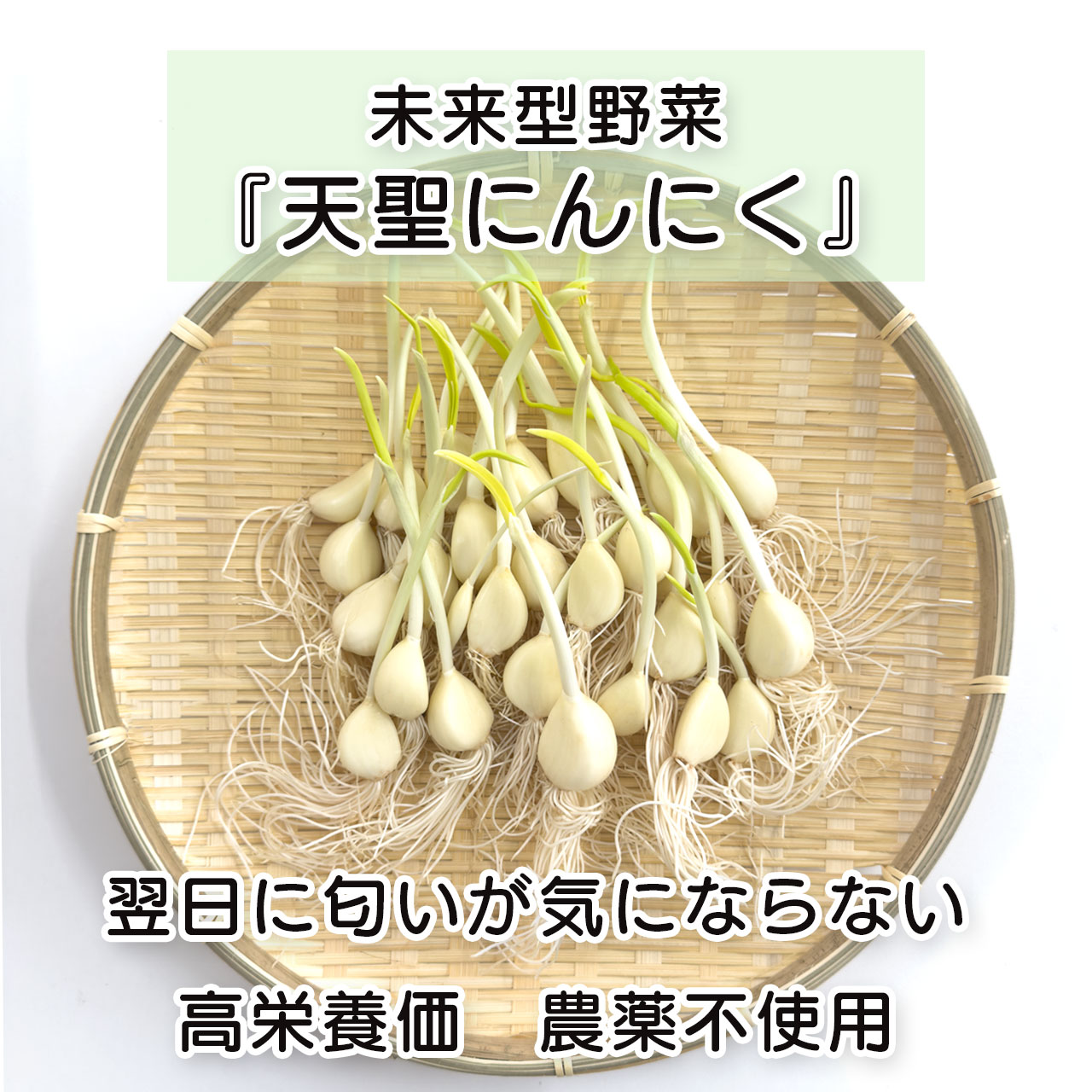 たっぷりお買い得　天聖にんにく（28本入）