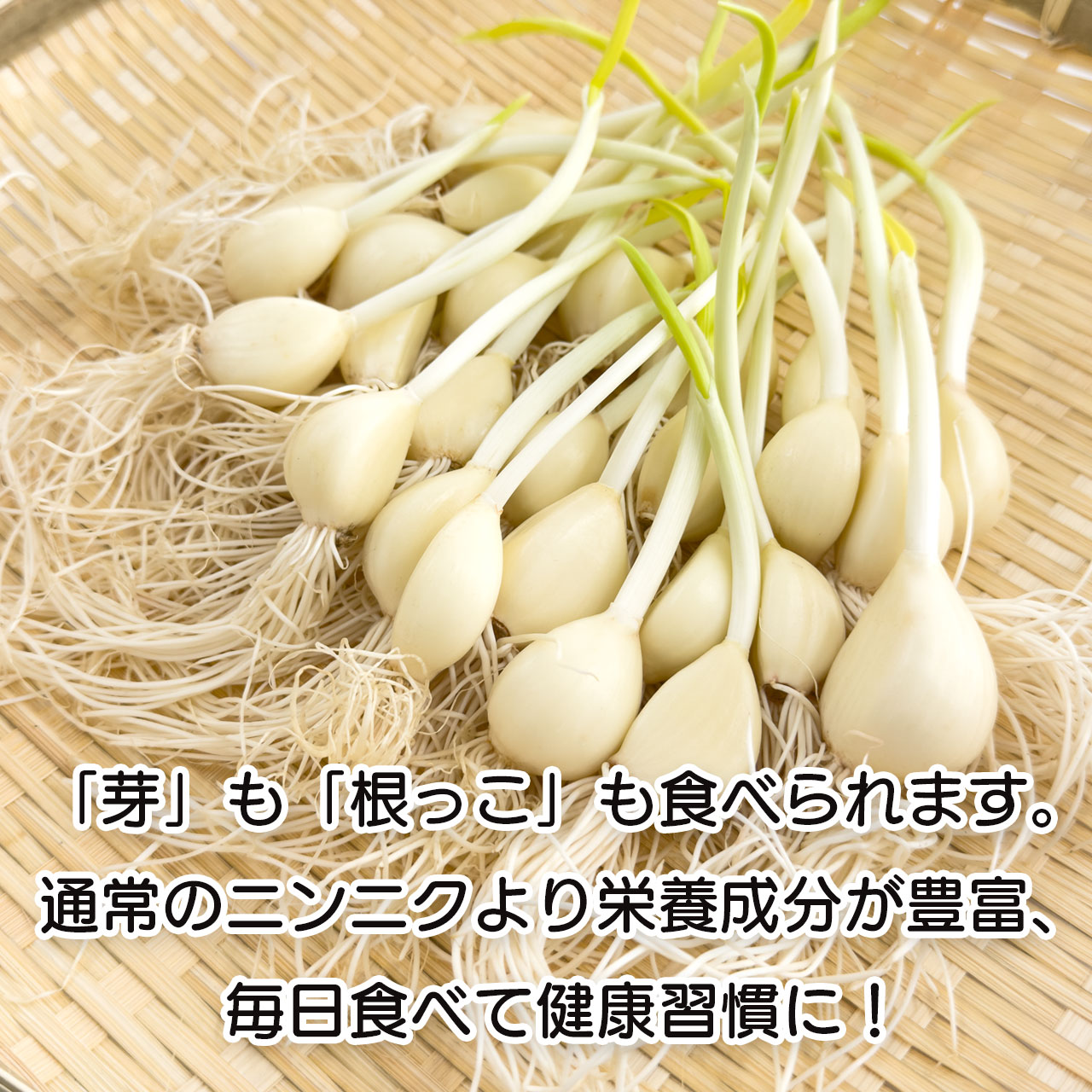 たっぷりお買い得　天聖にんにく（28本入）