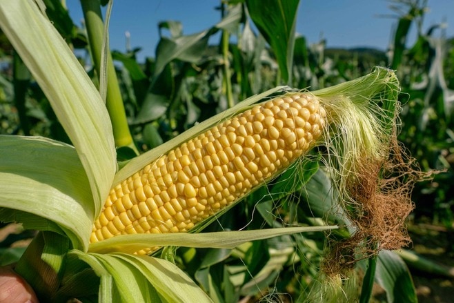 伏見青果 喜茂別町 ゴールドラッシュ 野菜 14 北海道つながるマーケット