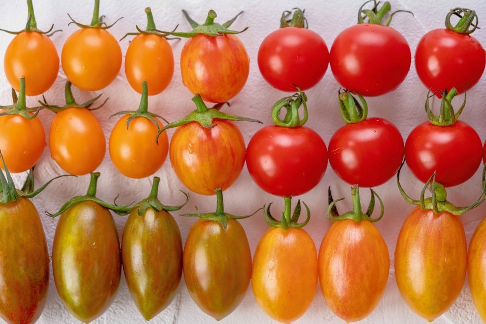 rural farm（蘭越町）】MIXミニトマト1.5kg | 野菜（14） | 北海道