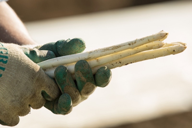 �������Ĳ̡ʴ�����Į�ˡۥۥ磻�ȥ����ѥ�(1kg)������̵����