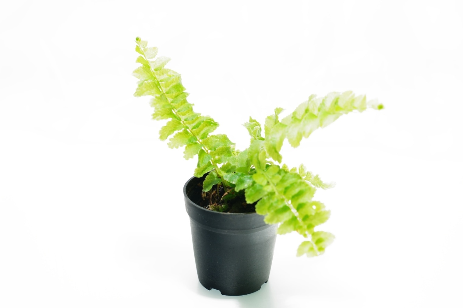 ドリナリア リギデュラ ”ホワイティ”｜ピクタ公式通販 ドリナリア