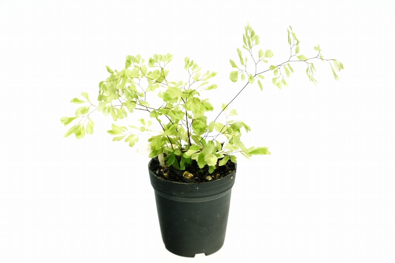 シダ｜ピクタ公式通販