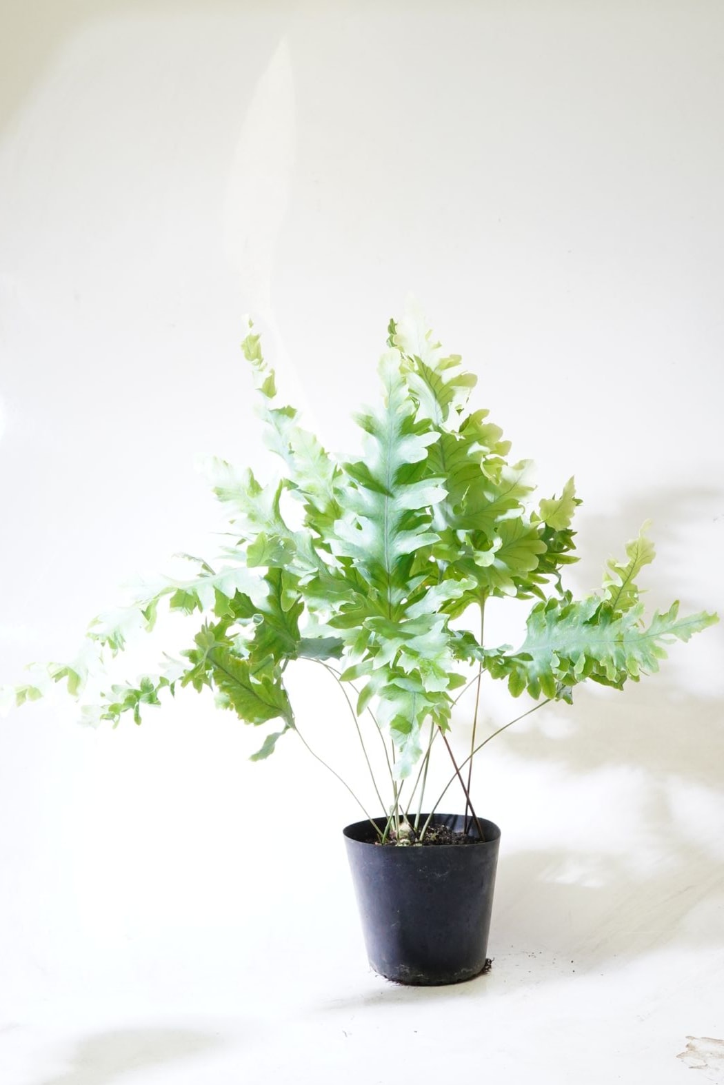 ドリナリア リギデュラ ”ホワイティ”｜ピクタ公式通販