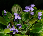 セントポーリア　イオナンタ（原種）