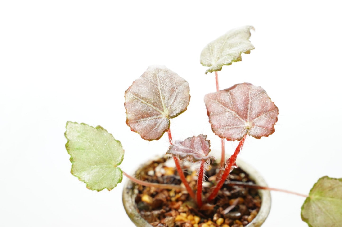 37 S&P ベゴニア 新種 No ID ピンク斑入り 暫定名「ピンクシュガー」