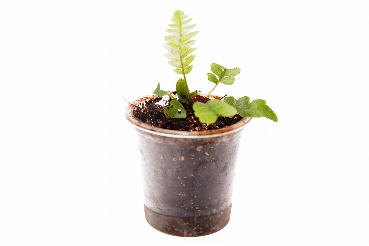 ブレクナム オブツサタム オブツサタム｜ピクタ公式通販