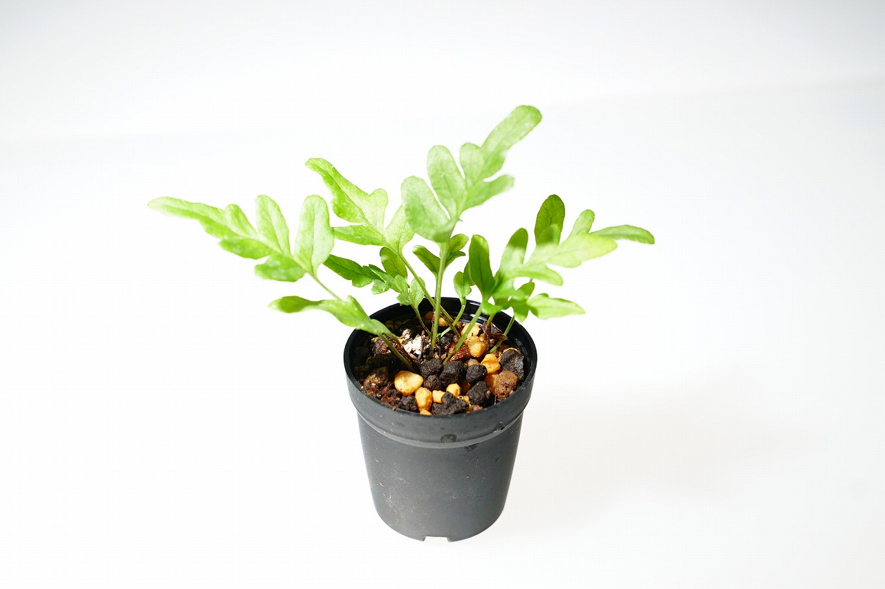 植物｜ピクタ公式通販