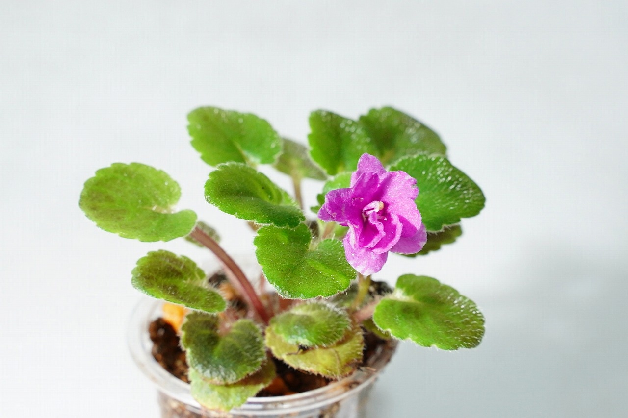 セントポーリア　ジャージーガール