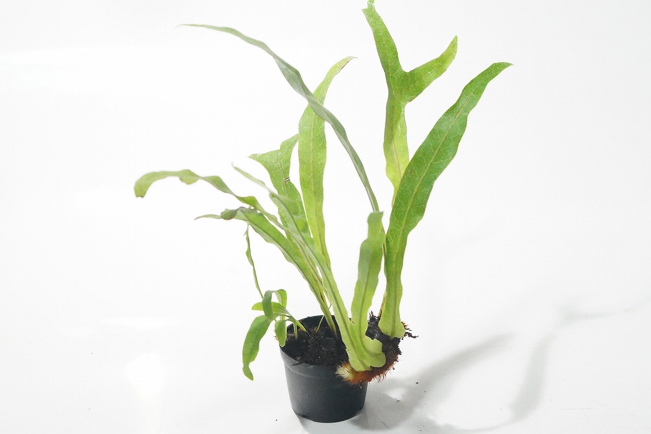 セール 一番安い アグラオモルファ コロナンス ”ジム”｜ピクタ公式通販 その他観葉植物