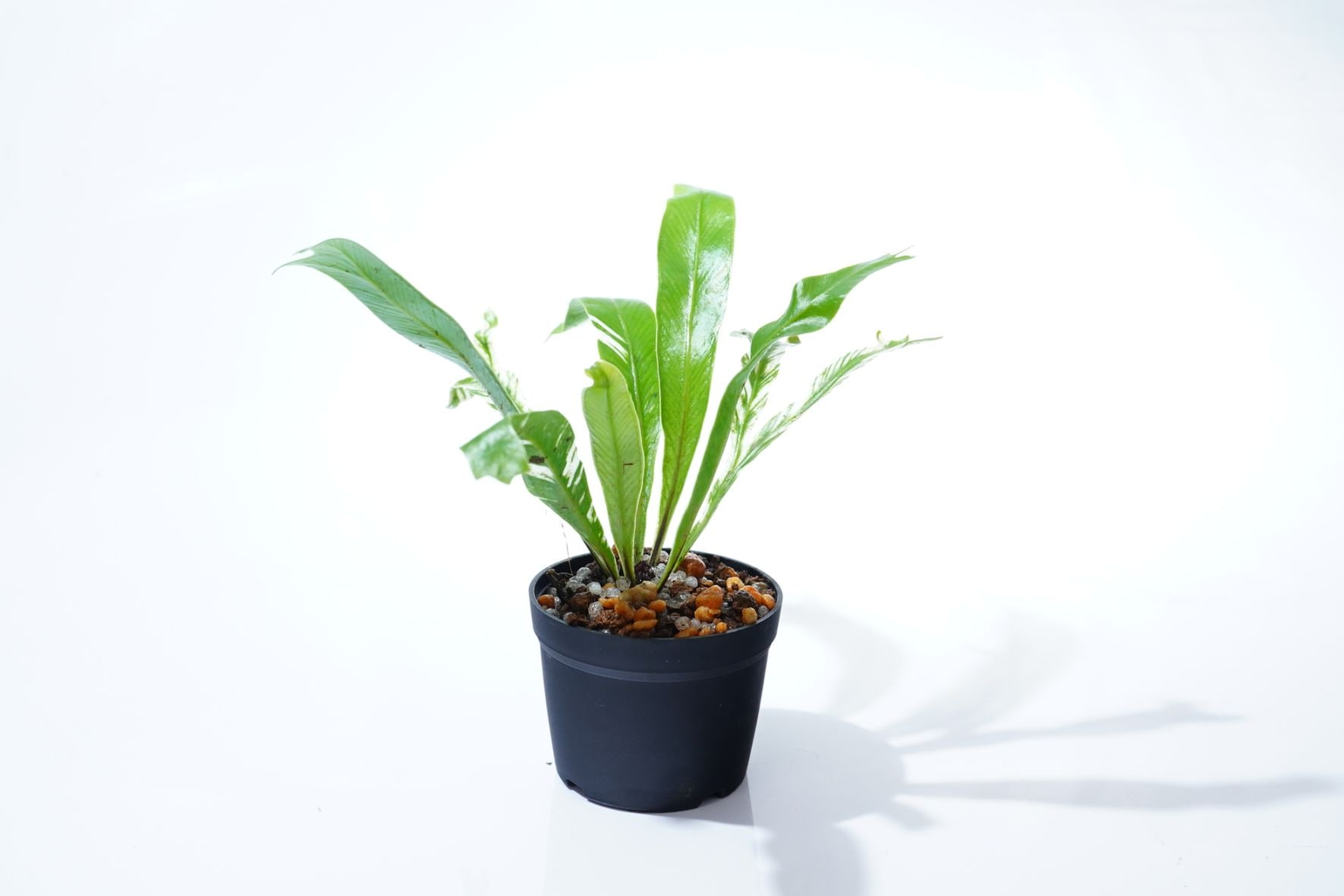 plants様 リクエスト 4点 まとめ商品 植物｜ピクタ公式通販