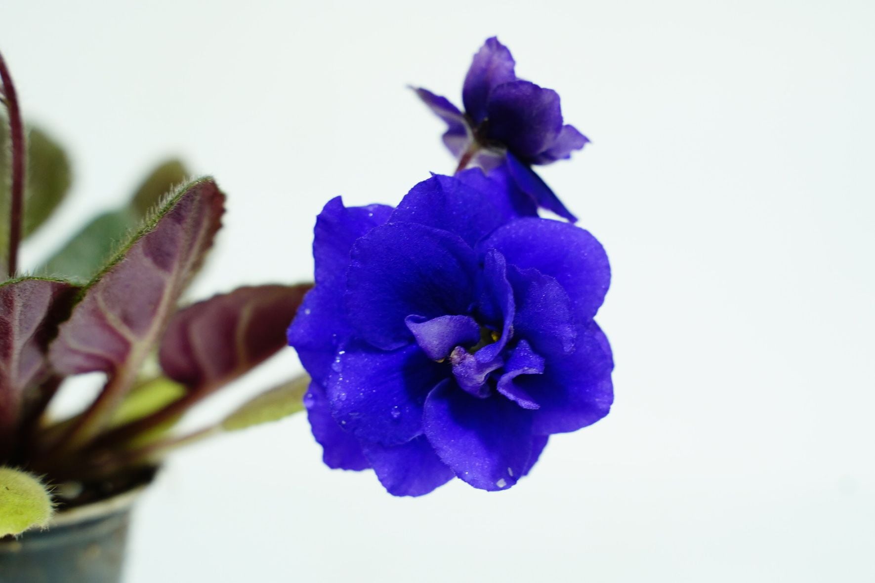 セントポーリア　ロブズボドブルー