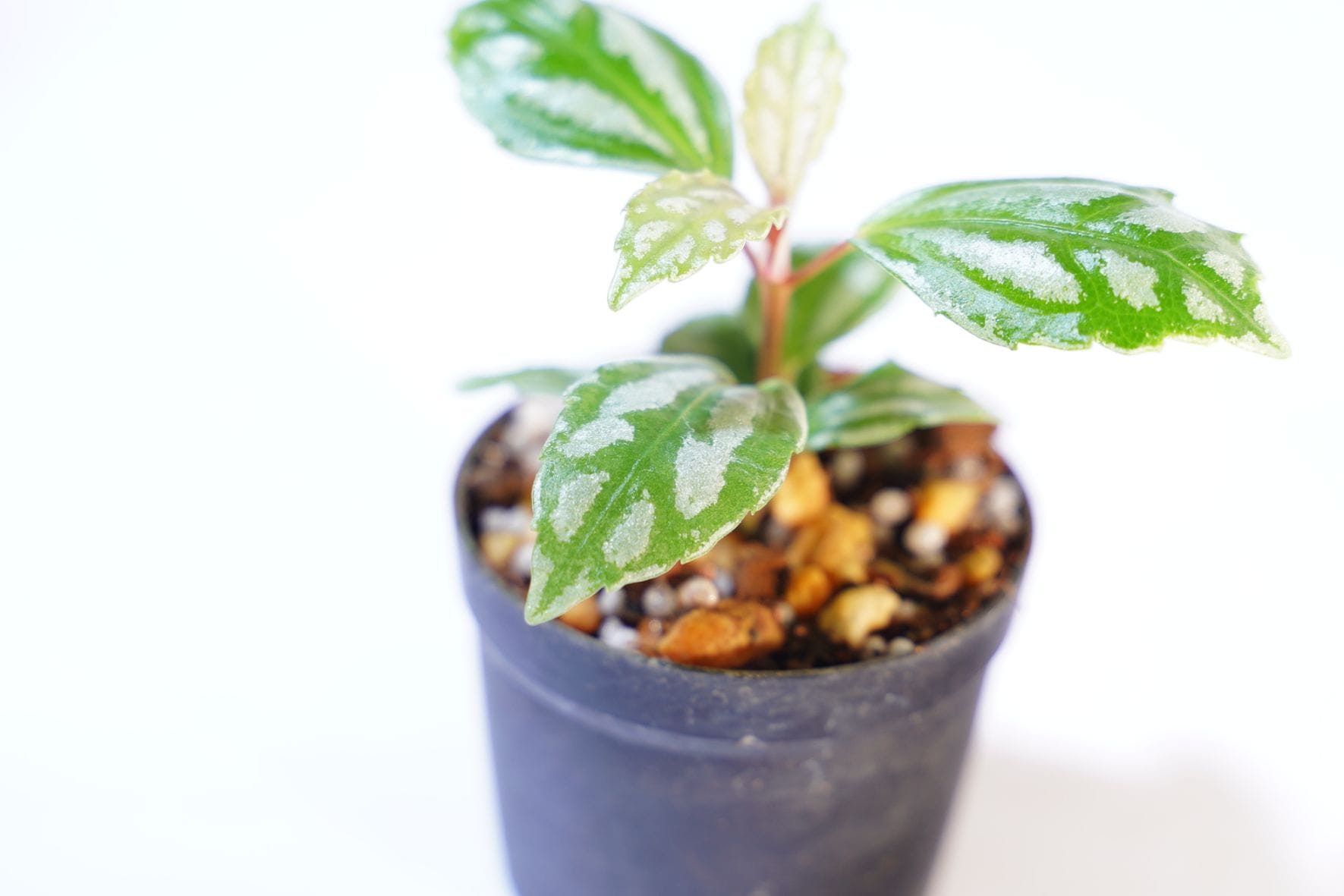 すべての商品｜ピクタ公式通販