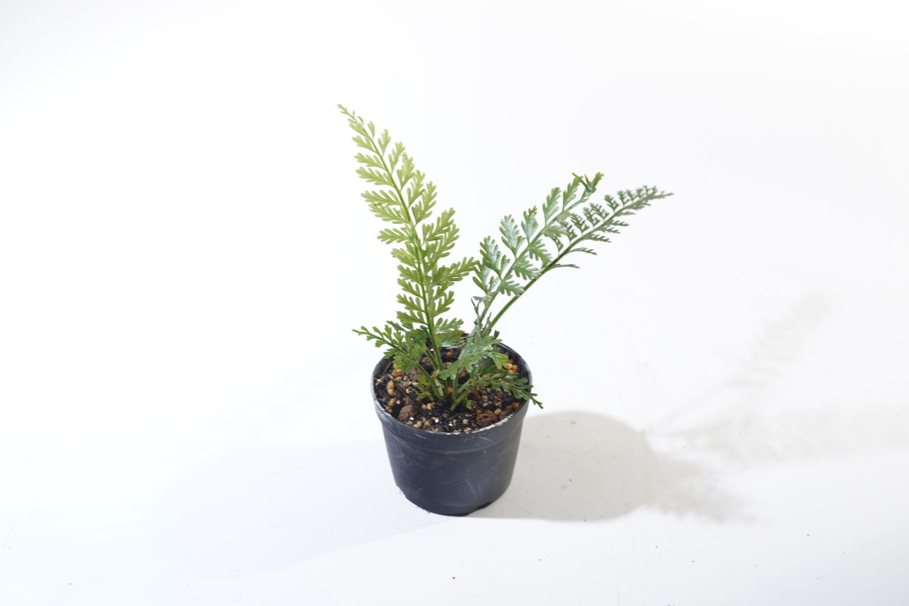 植物｜ピクタ公式通販