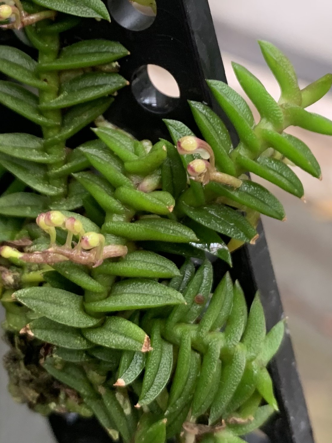 小型洋ラン Schoenorchis Fragrans 着生ラン 洋蘭 洋蘭原種 ショノルキス・フラグランス（Schoenorchis fragrans）の紹介