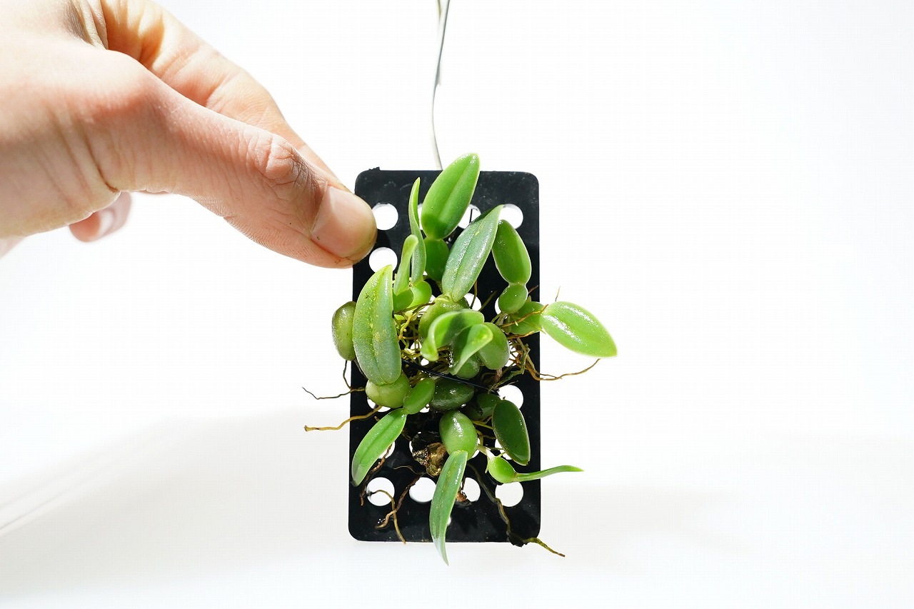 その他観葉植物 Bulb. nigromaculatum from Cameroon Bulbophyllum nigromaculatum - メルカリ