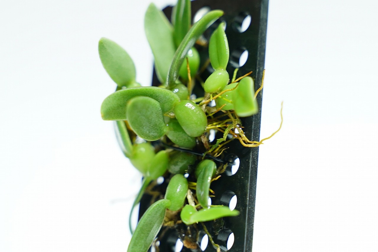 バルボフィラム カンボジアナム Bulb.(Trias) cambodianum｜ピクタ公式通販