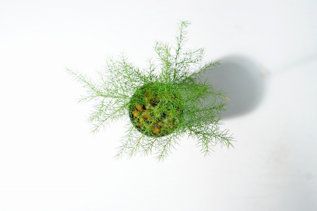 アスパラガス プルモーサス'ナナス'｜ピクタ公式通販