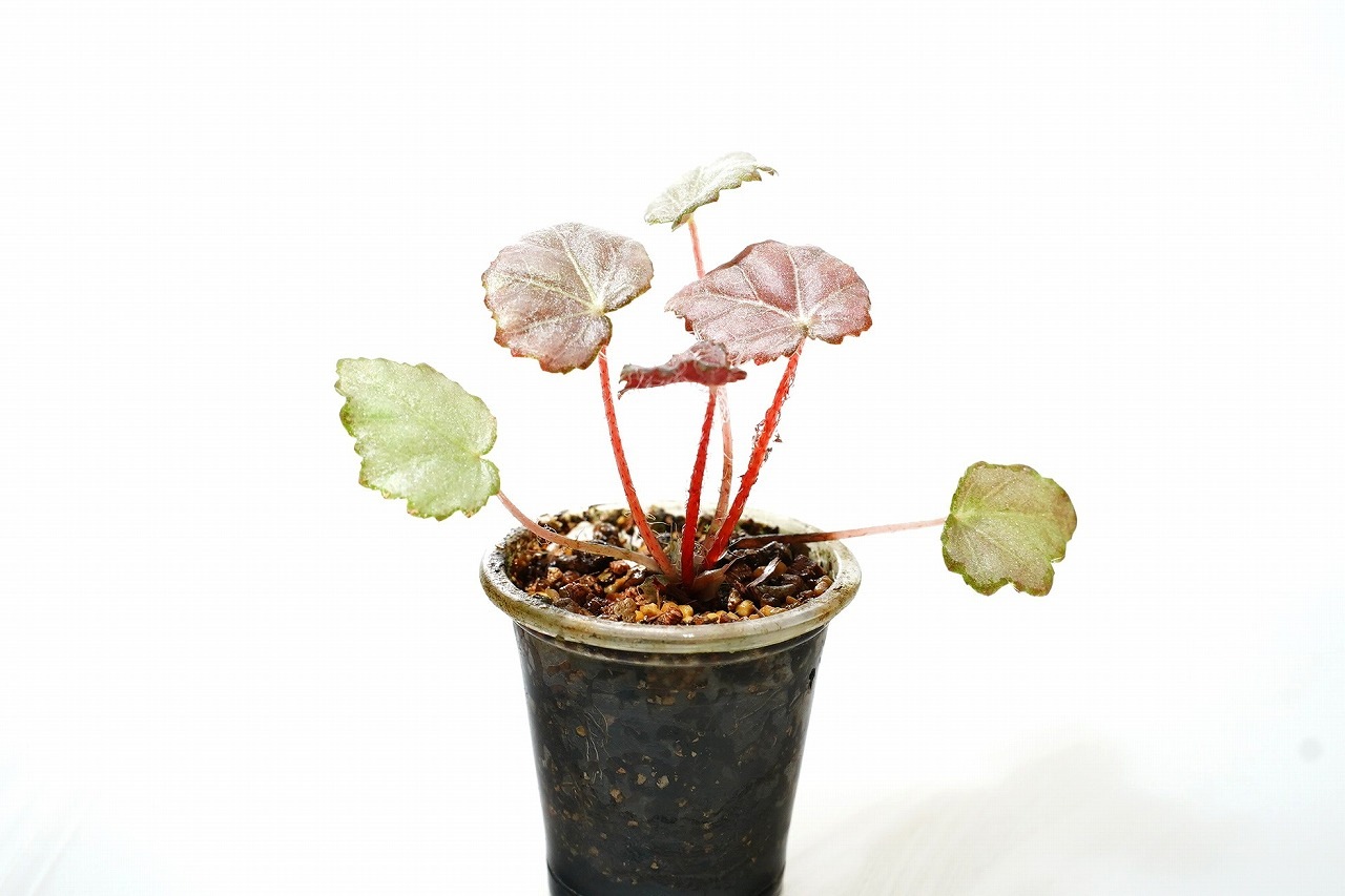 N*o様 37 S&P ベゴニア 新種 No ID ピンク斑入り 暫定名「ピンク ベゴニア