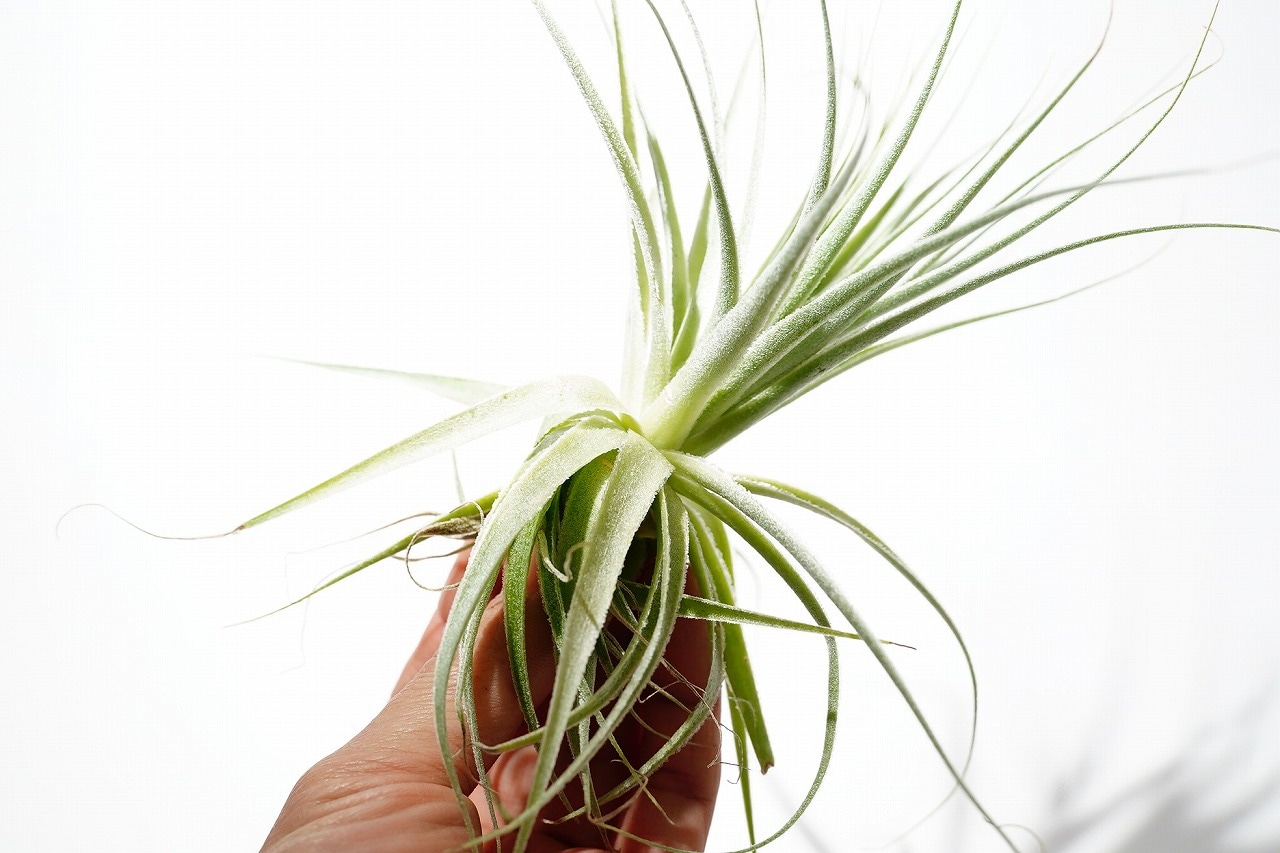 ティランジア ガルドネリー|ピクタ公式通販