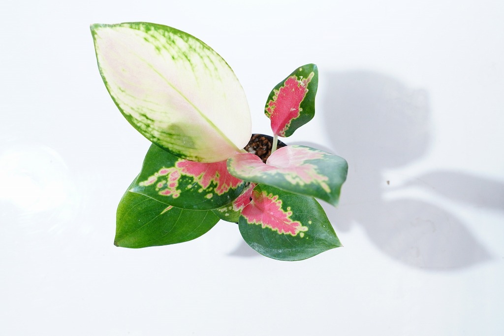 アグラオネマ ラトソリックレッド｜ピクタ公式通販