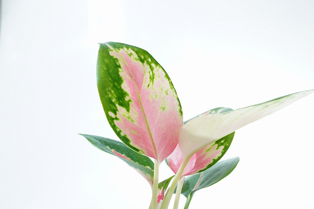 アグラオネマ ラトソリックレッド｜ピクタ公式通販