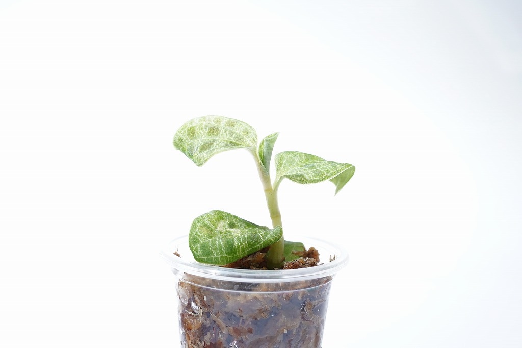 ジュエルオーキッド(マコデス・ペトラ)の育て方 | 観葉植物