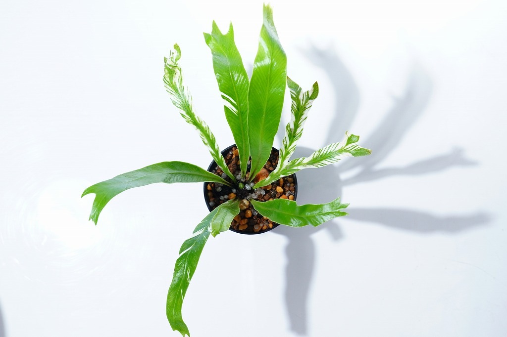 速達斑入り　オオタニワタリ Yahoo!オークション - 斑入りオオタニワタリ（Asplenium