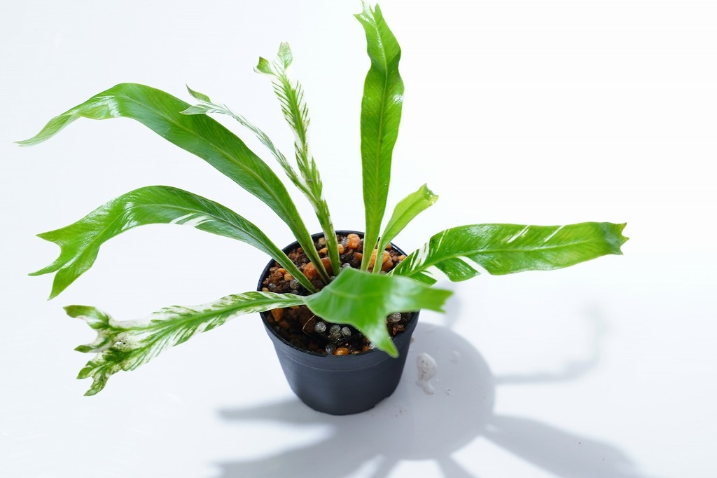 速達斑入り　オオタニワタリ オオタニワタリ 獅子葉斑入り｜ピクタ公式通販