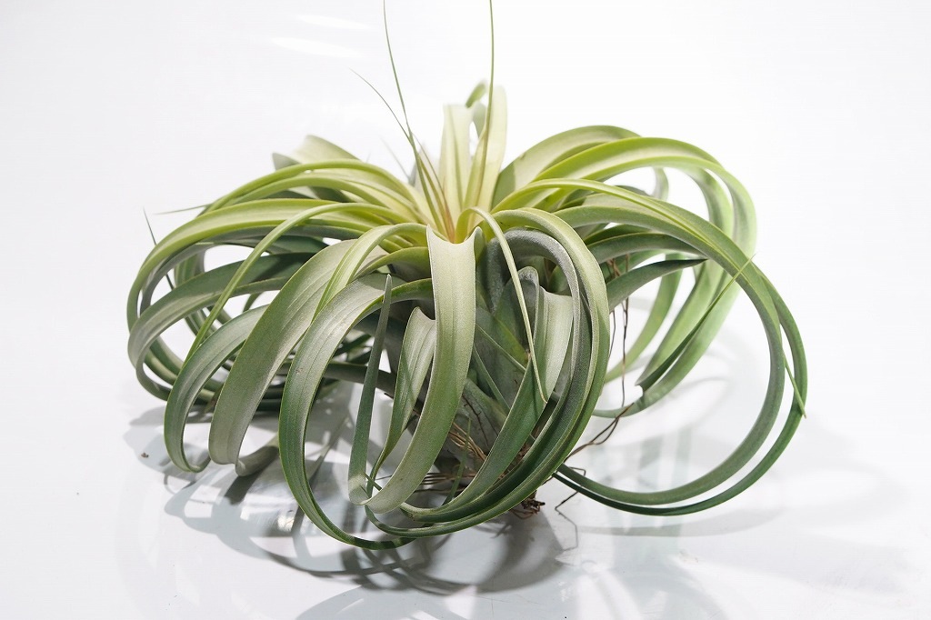 チランジア チアペンシス×コンカラー×ストレプトフィラ レッド♡