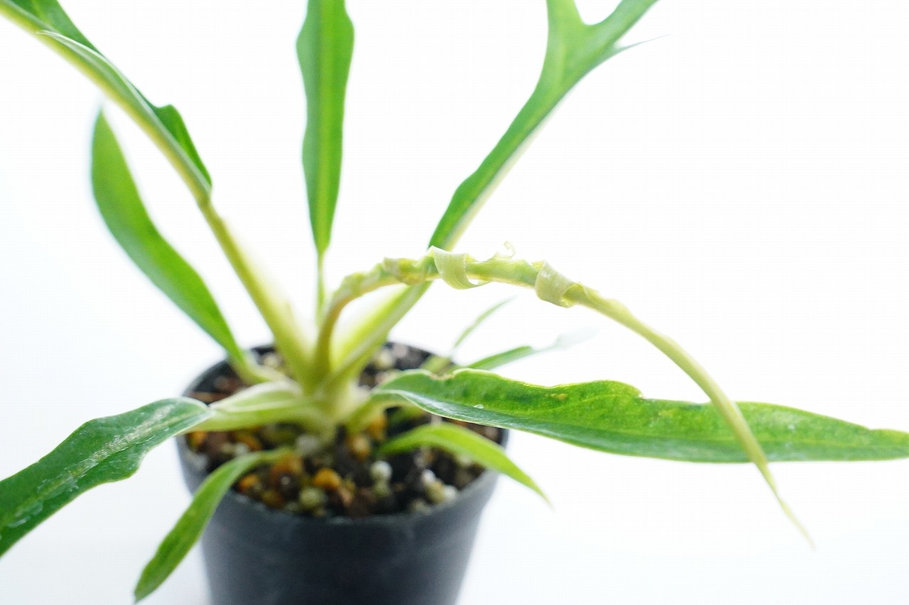 フィロデンドロン トータム｜ピクタ公式通販